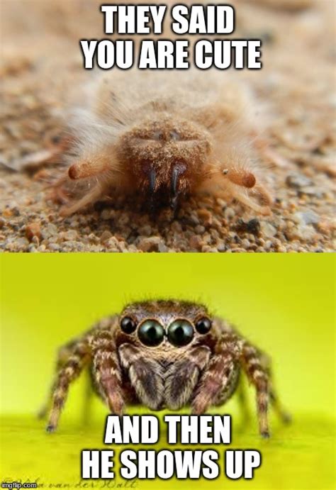 Cute and Cuter not for people with Arachnophobia :) - Imgflip