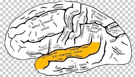 Inferior Frontal Gyrus Superior Frontal Gyrus Frontal Lobe Middle Frontal Gyrus PNG, Clipart ...