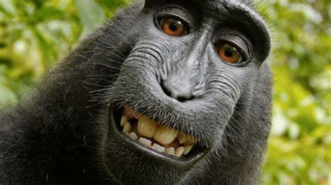 Very Important Analysis of the Monkey Embroiled in the Wikimedia Copyright Controversy