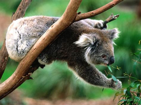 The Habitat Advocate » Blog Archive » Koala Habitat is not a renewable resource
