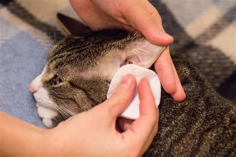 Ear Mites in Cats: #1 Guide on How to Get Rid of Them - Veterinarians.org