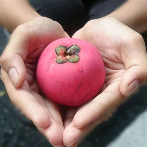 Mabolo: Fruit Eaten in the Philippines... Velvet apple?