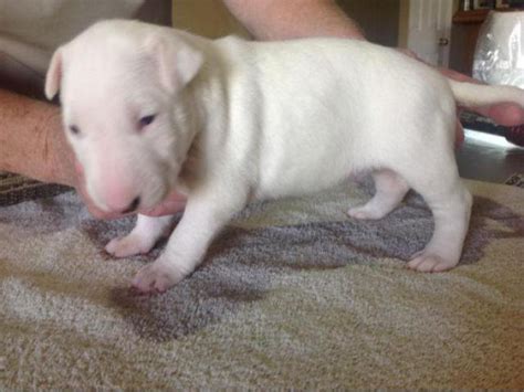 english bull terrier puppies for sale Berryville - Puppies for Sale Near Me