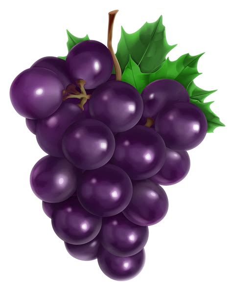 Juice Common Grape Vine Fruit - Transparent Grape PNG Clipart Picture ...