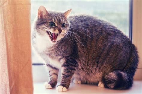 Why is My Cat Growling | Central Broward Animal Hospital