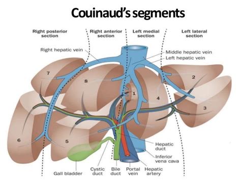 Radiological anatomy of liver segments