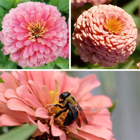 Zinnia Flower Seeds | American Meadows