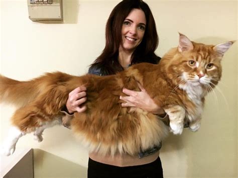 Omar, perhaps world's longest cat, finds internet fame - BBC News