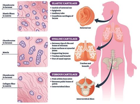 Connective Tissue - The Definitive Guide | Biology Dictionary