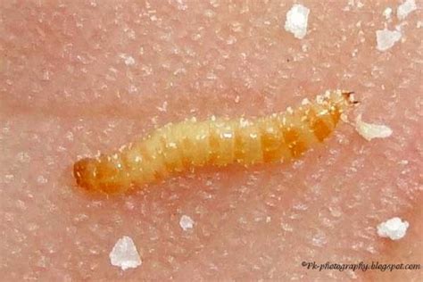 Flour Beetle Larvae