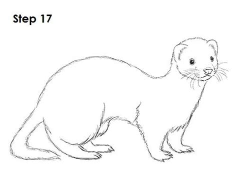 How to Draw a Ferret | Blog de dibujo, Dibujos de animales, Hurones