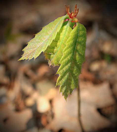 Signs of Winter 12: Blight Resistant American Chestnut Trees! (go, Stumpies!!!) | Ecologist's ...