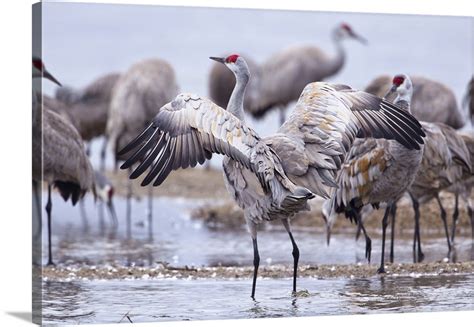 Sandhill cranes on the Platte River during spring migration, Nebraska ...