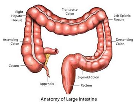 Sigmoid Colon - Function, Location and Related Conditions