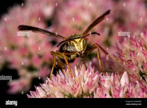 Wasp sting dangerous hi-res stock photography and images - Alamy
