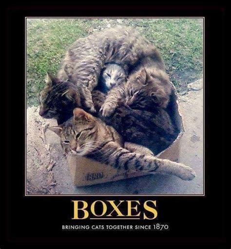 Box O Kittys | Cats, Silly cats, Cat behavior