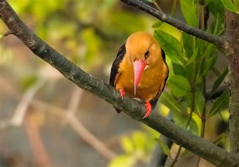 When To Visit Sundarban National Park. | Perfect Time 2024