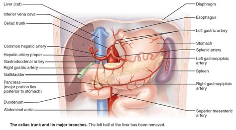 Duodenum anatomy, parts, location, duodenum function & problems