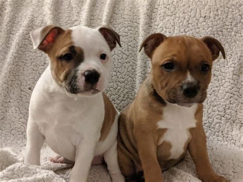 25+ Best Staffordshire Bull Terrier Breeders Pic - Bleumoonproductions