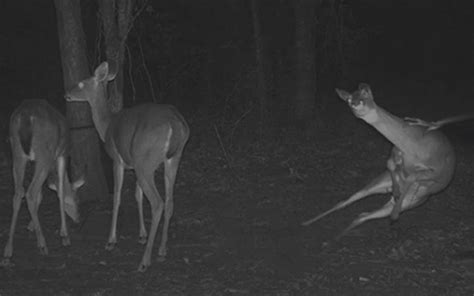 Ghost Attacking Deer Caught On Camera - Spooky NWA