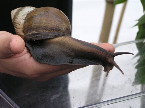 The Giant African Land Snail (Achatina fulica) Goes Global – The Global Fool