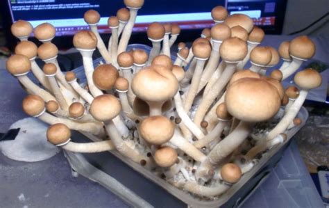 Magic Mushrooms Grow Kits – 4 Easy Steps to Growing Magic Mushrooms - Amazing Viral News