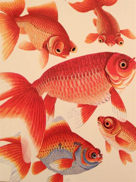 Fish goldfish japanese painting fancy goldfish ranchu ryukin Mark ...