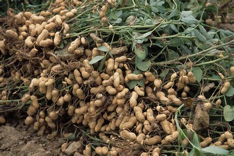 PEANUT FARMING AND PROCESSING BUSINESS PLAN IN NIGERIA