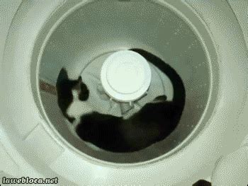 Cat Washing Machine GIF - Find & Share on GIPHY