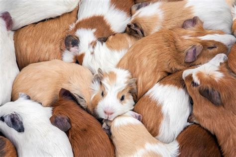 Premium Photo | Guinea pigs cavia porcellus