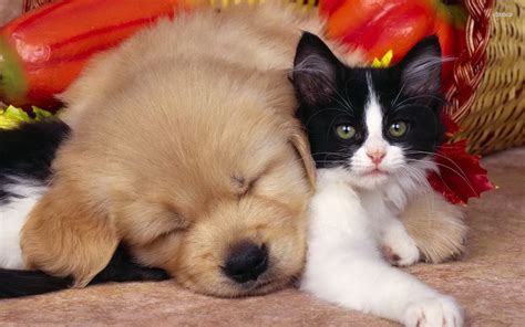 55+ Cute Puppy and Kitten