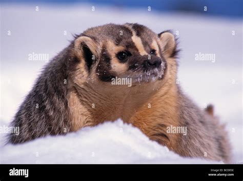 Badger snow usa hi-res stock photography and images - Alamy