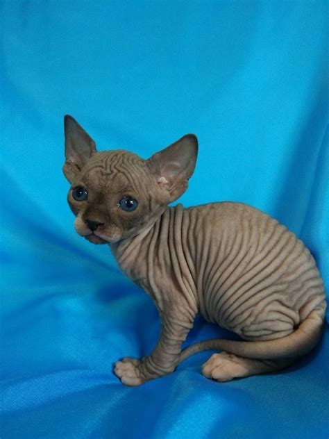 Sphynx For Sale in Newark (10) | Petzlover