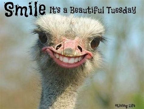 Tuesday Meme - Funny Happy Tuesday Pictures