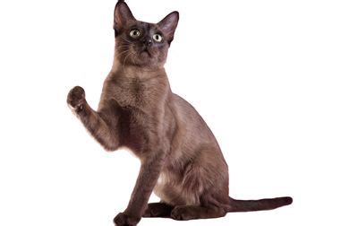 Tonkinese Cat Breed Information, Pictures, Characteristics & Facts | Cat breeds, Tonkinese cat ...