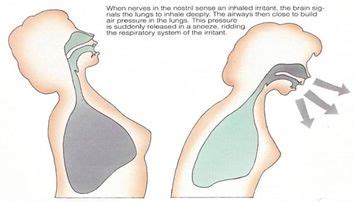 Mechanism of Cough and Sneeze – Medchrome