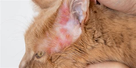 Cat Skin Allergies: Causes, Symptoms, and Management - Stephi LaReine