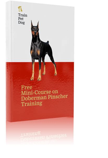 Doberman Pinscher Training, Behavior, & More | TrainPetDog