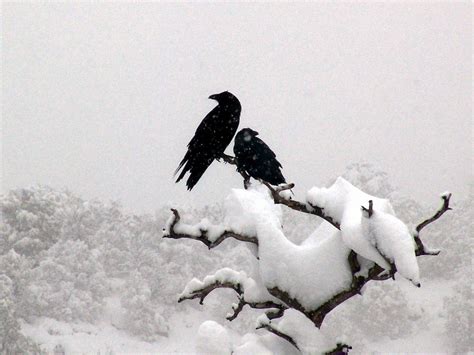 Ravens Snow | Crow, Raven, Black bird