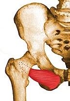 Obturator Externus - UW Radiology