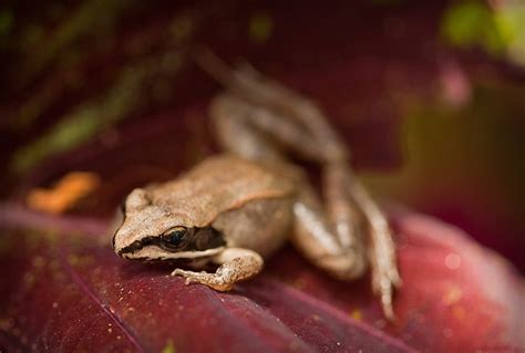 Wood Frog (Rana sylvatica) – Cowling Arboretum – Carleton College