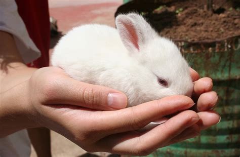 Cute Kittens And Baby Bunnies