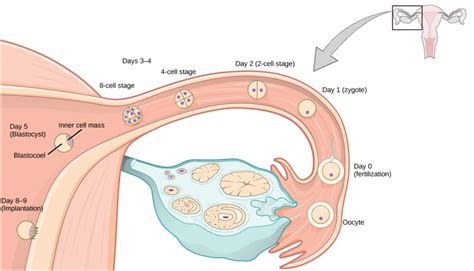 Human Pregnancy and Birth | Biology I