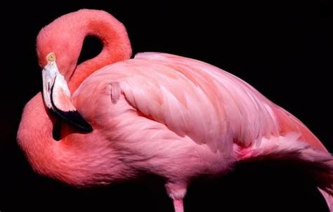 hd wallpapers animal wallpaper | Pink flamingos birds, Pink animals, Pink bird