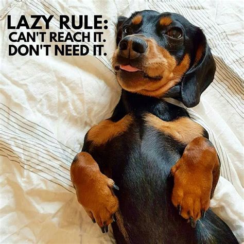 11 Likes, 2 Comments - Dachshund Quotes & Pictures (@mydachshundfamily) on Instagram: “Same here ...