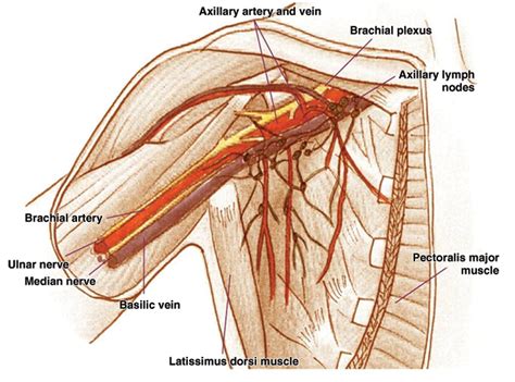 Lymph Nodes In Armpit Diagram