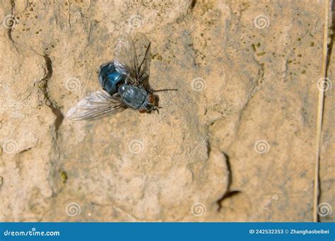 Blue fly stock image. Image of life, parasitic, insect - 242532353