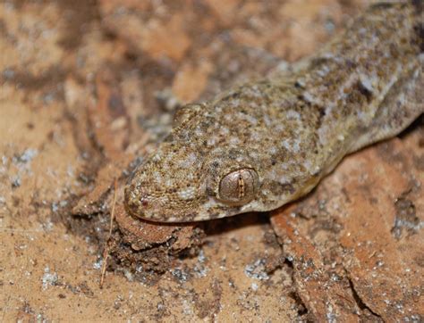 Common house gecko (Hemidactylus frenatus)