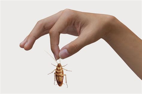 Cockroach Control Service | Cockroach Control in Singapore - Top Pest Control Singapore