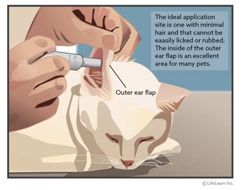 Transdermal Medications: How They Work and How to Apply Them | VCA Animal Hospital